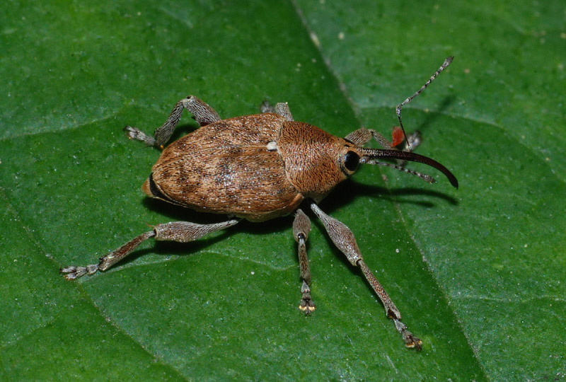 Curculionidae Curculio sp.